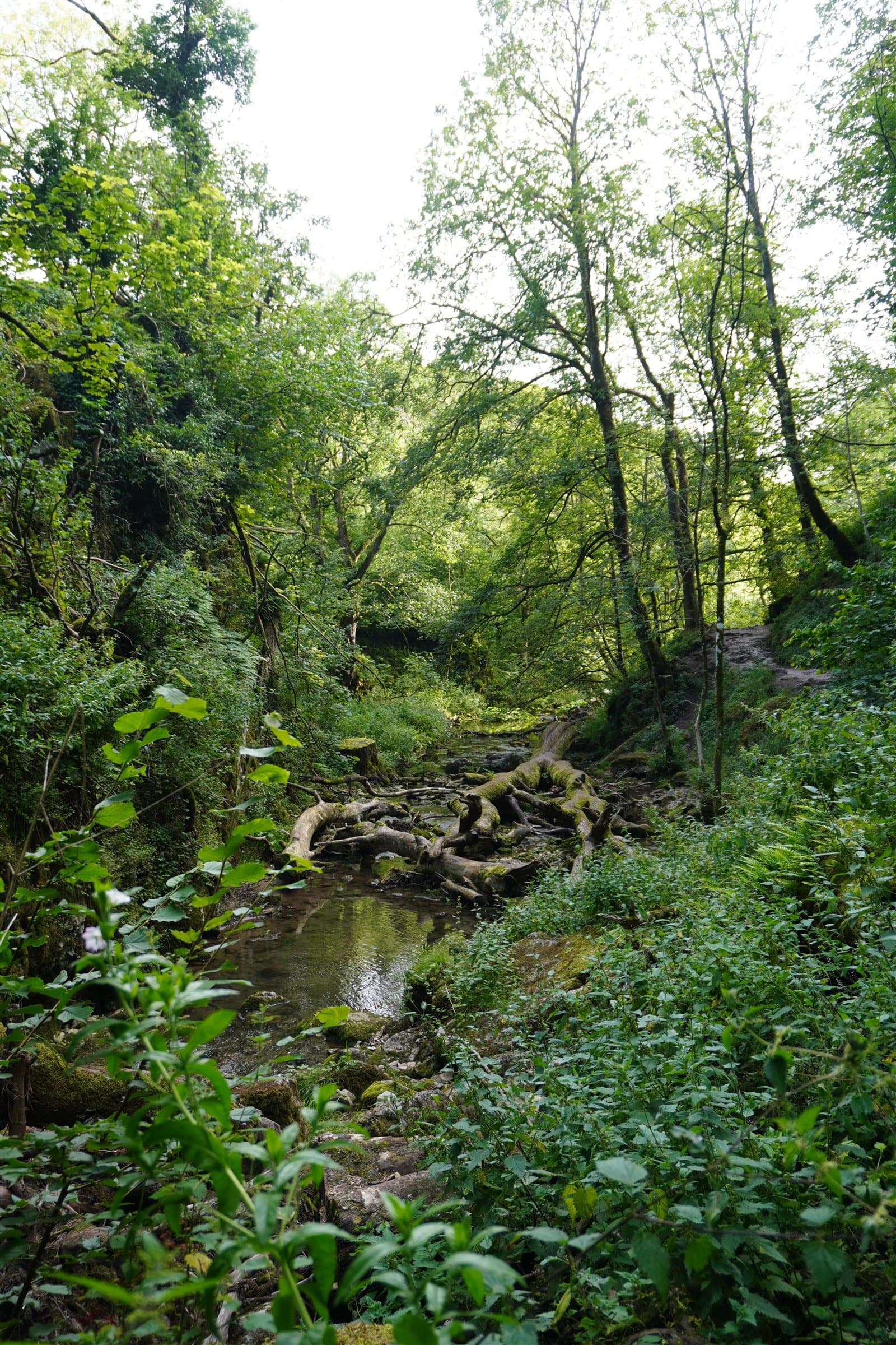 Tree roots along a forest stream