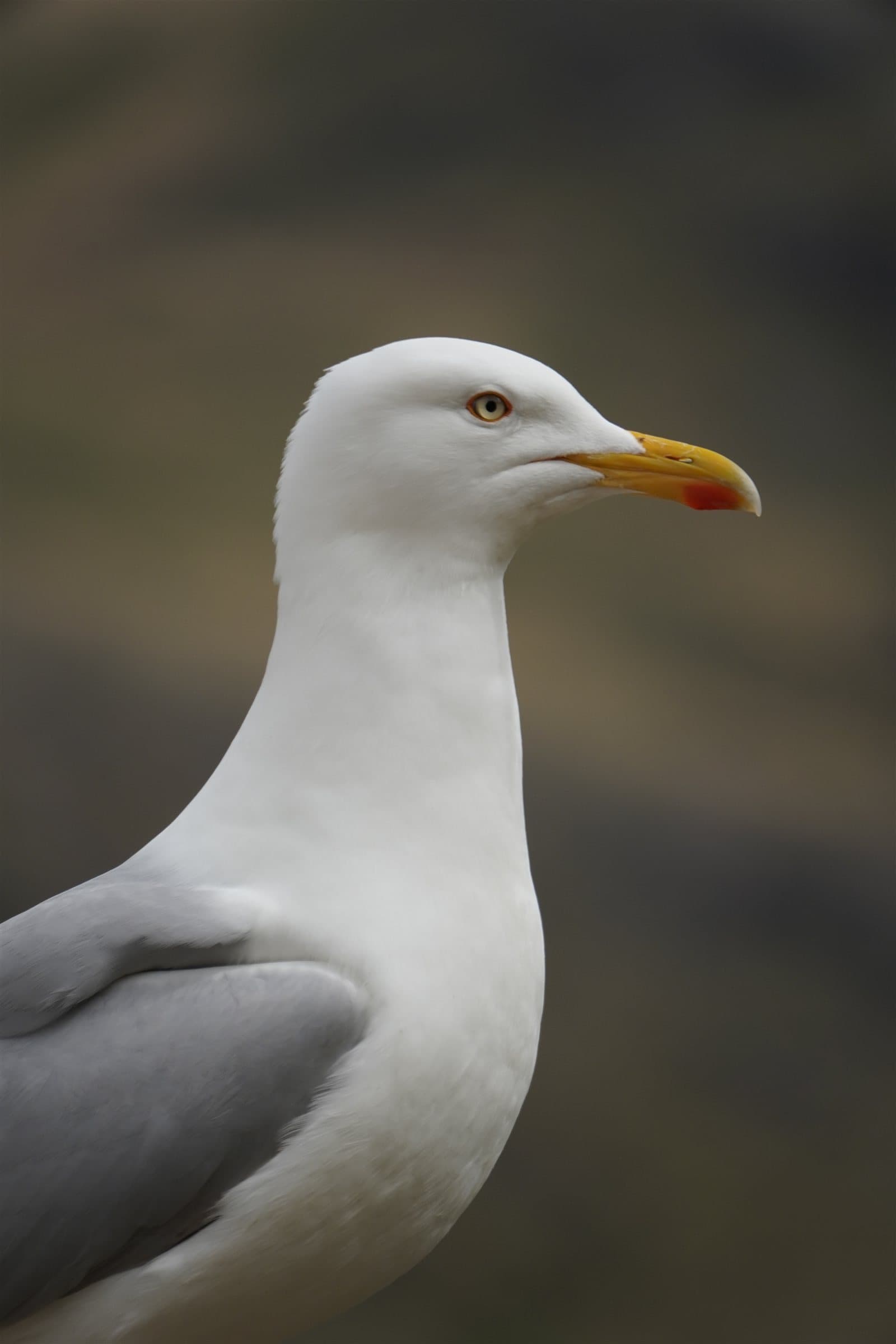 Gull portrait