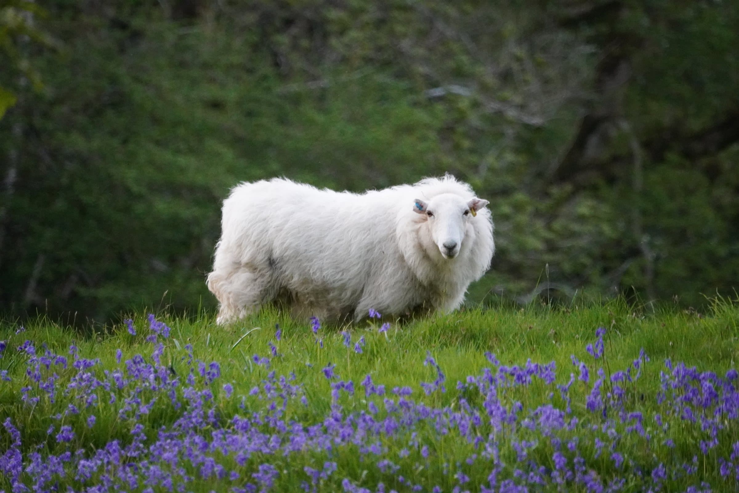 Sheep in a bluebell wood