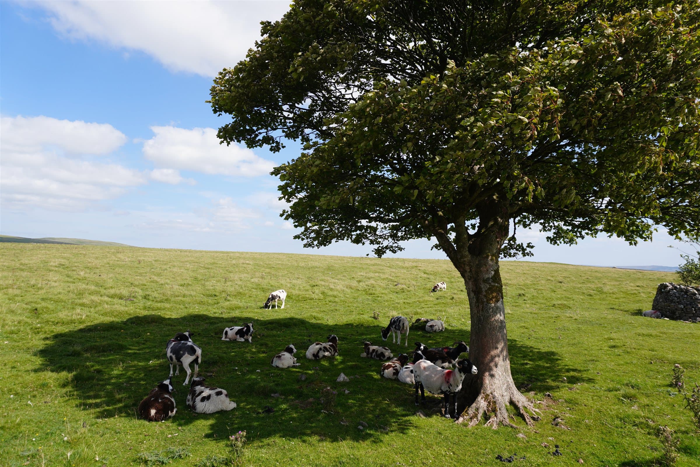 Sheep sheltering under a tree