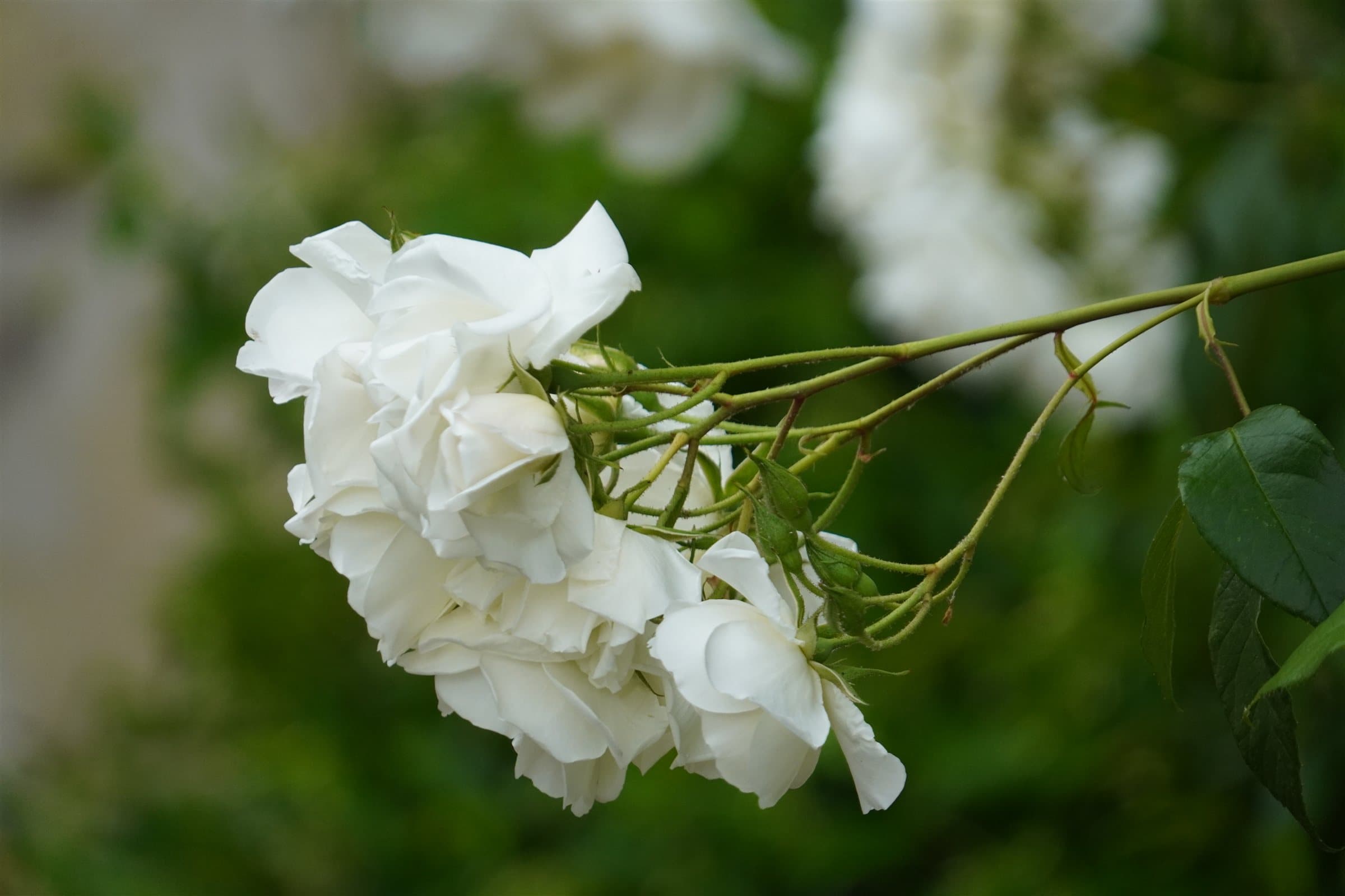 White roses